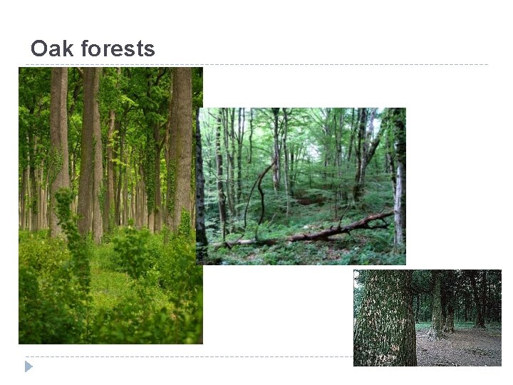 Oak forests 