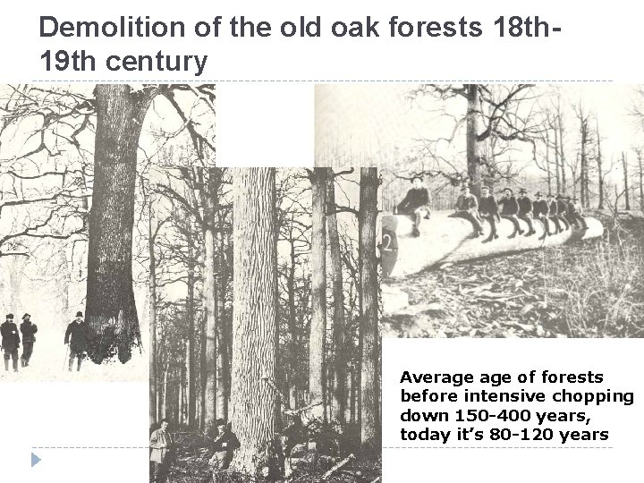 Demolition of the old oak forests 18 th 19 th century Average of forests Demolition of the old oak forests 18 th 19 th century Average of forests