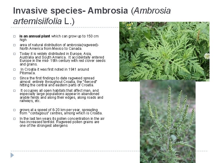 Invasive species- Ambrosia (Ambrosia artemisiifolia L. ) � � � is an annual plant