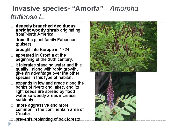 Invasive species- “Amorfa” - Amorpha fruticosa L. � � � � densely branched deciduous