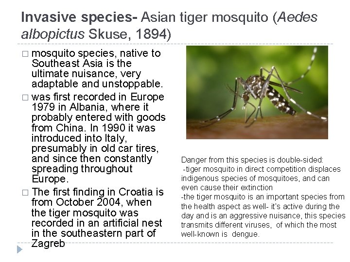 Invasive species- Asian tiger mosquito (Aedes albopictus Skuse, 1894) � mosquito species, native to