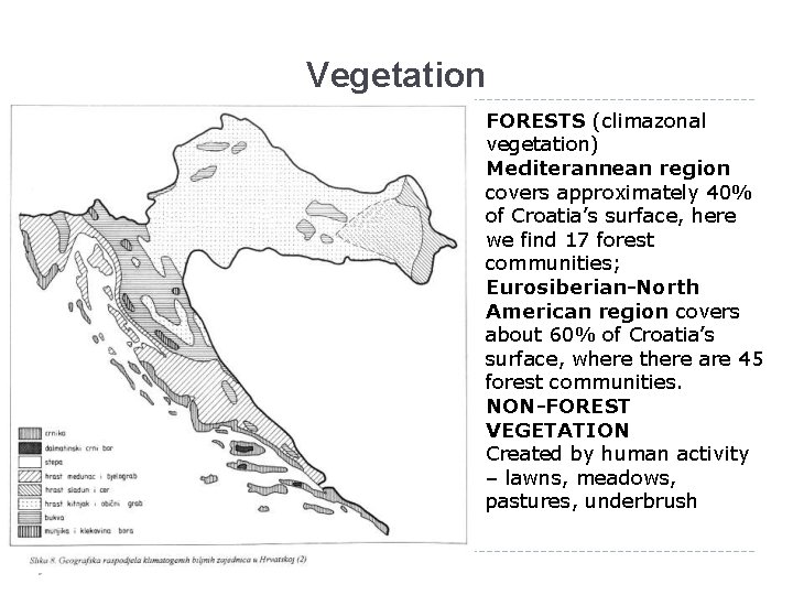 Vegetation FORESTS (climazonal vegetation) Mediterannean region covers approximately 40% of Croatia’s surface, here we