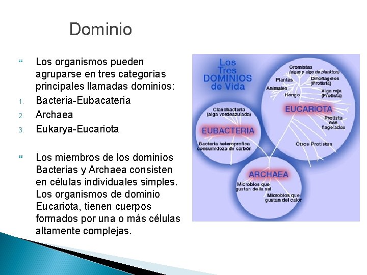 Dominio 1. 2. 3. Los organismos pueden agruparse en tres categorías principales llamadas dominios: