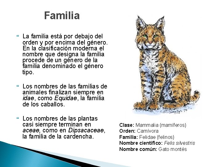 Familia La familia está por debajo del orden y por encima del género. En