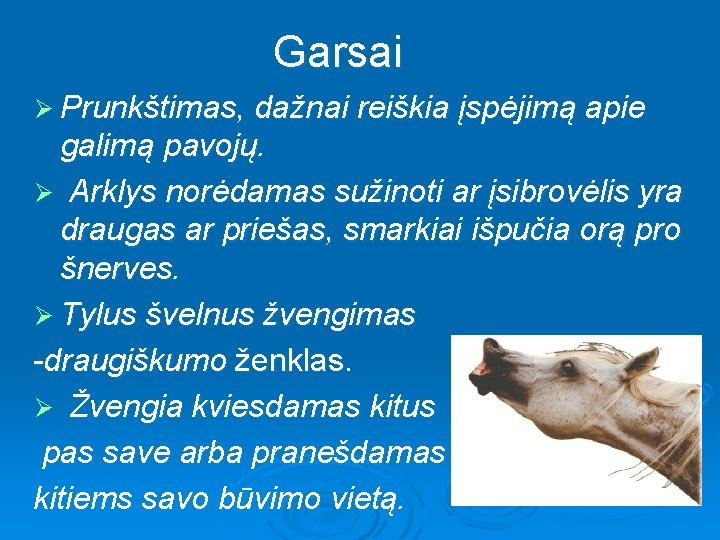 Garsai Ø Prunkštimas, dažnai reiškia įspėjimą apie galimą pavojų. Ø Arklys norėdamas sužinoti ar