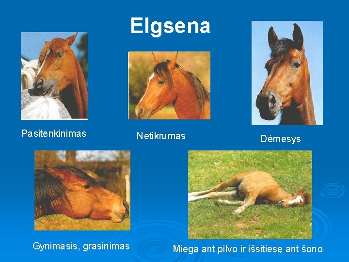 Elgsena Pasitenkinimas Gynimasis, grasinimas Netikrumas Dėmesys Miega ant pilvo ir išsitiesę ant šono Elgsena Pasitenkinimas Gynimasis, grasinimas Netikrumas Dėmesys Miega ant pilvo ir išsitiesę ant šono