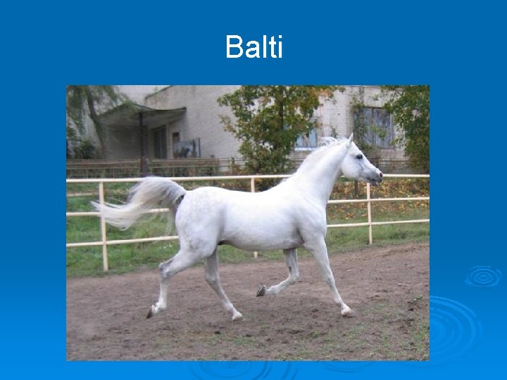 Balti 