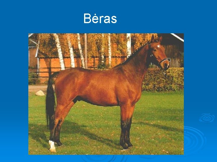 Bėras 