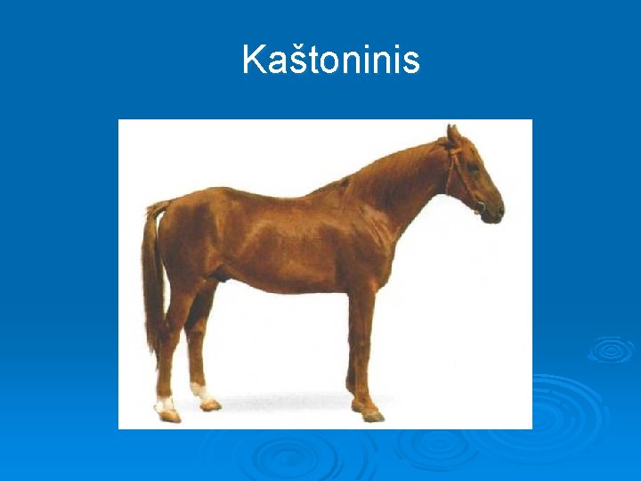 Kaštoninis 