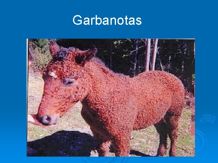 Garbanotas 