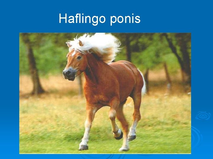 Haflingo ponis 