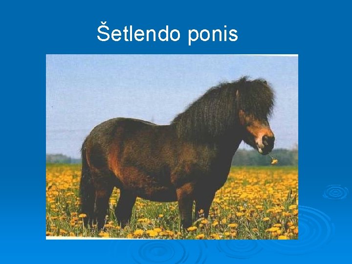 Šetlendo ponis 