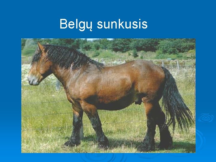 Belgų sunkusis 