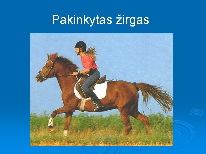 Pakinkytas žirgas 