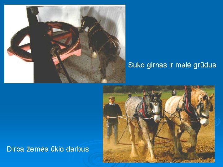 Suko girnas ir malė grūdus Dirba žemės ūkio darbus 