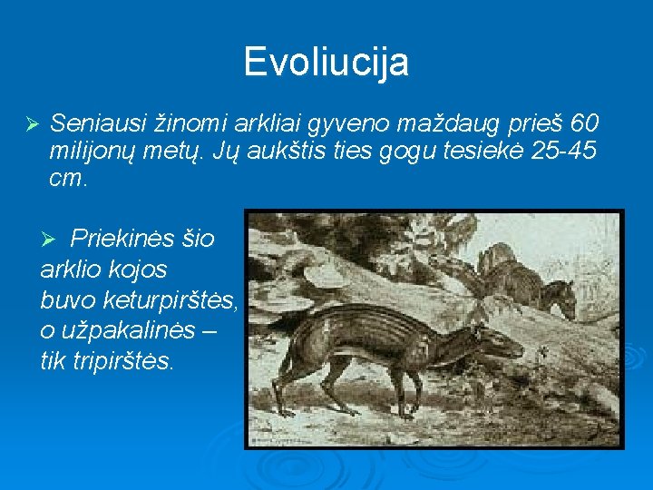 Evoliucija Ø Seniausi žinomi arkliai gyveno maždaug prieš 60 milijonų metų. Jų aukštis ties