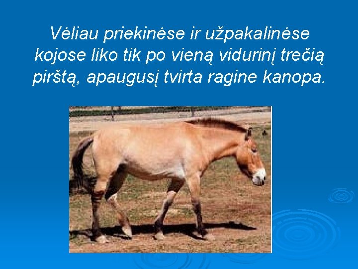 Vėliau priekinėse ir užpakalinėse kojose liko tik po vieną vidurinį trečią pirštą, apaugusį tvirta