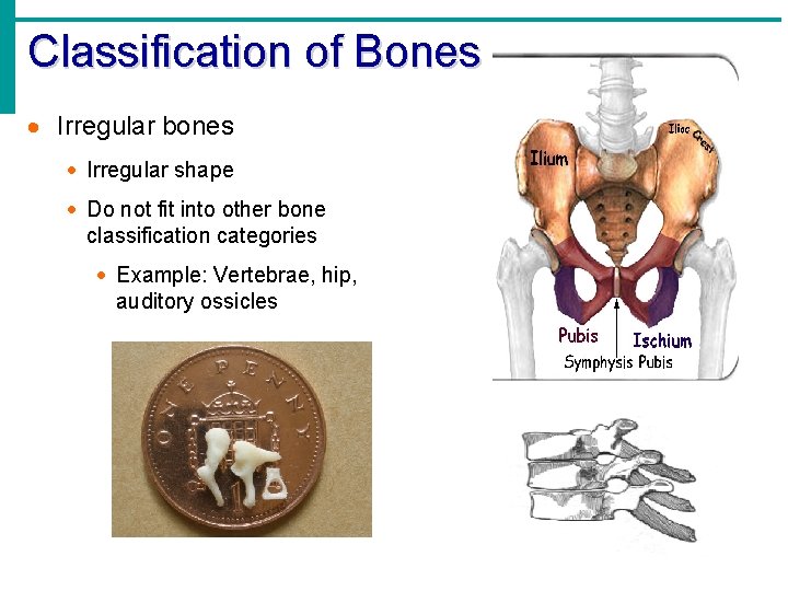 Classification of Bones · Irregular bones · Irregular shape · Do not fit into Classification of Bones · Irregular bones · Irregular shape · Do not fit into
