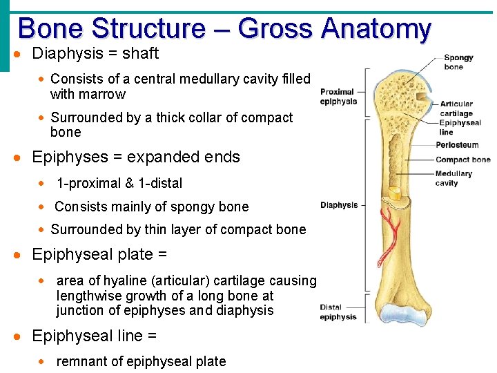 Bone Structure – Gross Anatomy · Diaphysis = shaft · Consists of a central