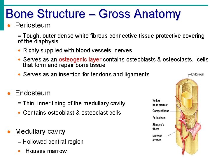 Bone Structure – Gross Anatomy · Periosteum = Tough, outer dense white fibrous connective Bone Structure – Gross Anatomy · Periosteum = Tough, outer dense white fibrous connective