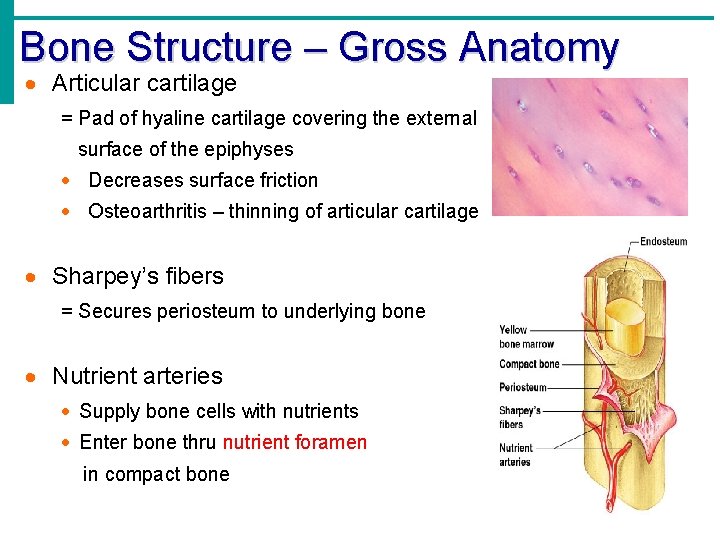 Bone Structure – Gross Anatomy · Articular cartilage = Pad of hyaline cartilage covering