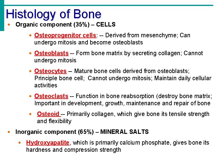 Histology of Bone · Organic component (35%) – CELLS · Osteoprogenitor cells: -- Derived Histology of Bone · Organic component (35%) – CELLS · Osteoprogenitor cells: -- Derived