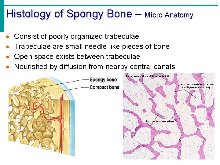 Histology of Spongy Bone – Micro Anatomy · · Consist of poorly organized trabeculae Histology of Spongy Bone – Micro Anatomy · · Consist of poorly organized trabeculae