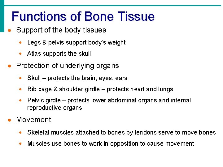 Functions of Bone Tissue · Support of the body tissues · Legs & pelvis