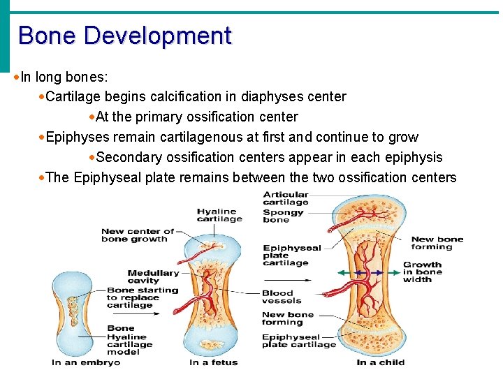 Bone Development ·In long bones: ·Cartilage begins calcification in diaphyses center ·At the primary Bone Development ·In long bones: ·Cartilage begins calcification in diaphyses center ·At the primary