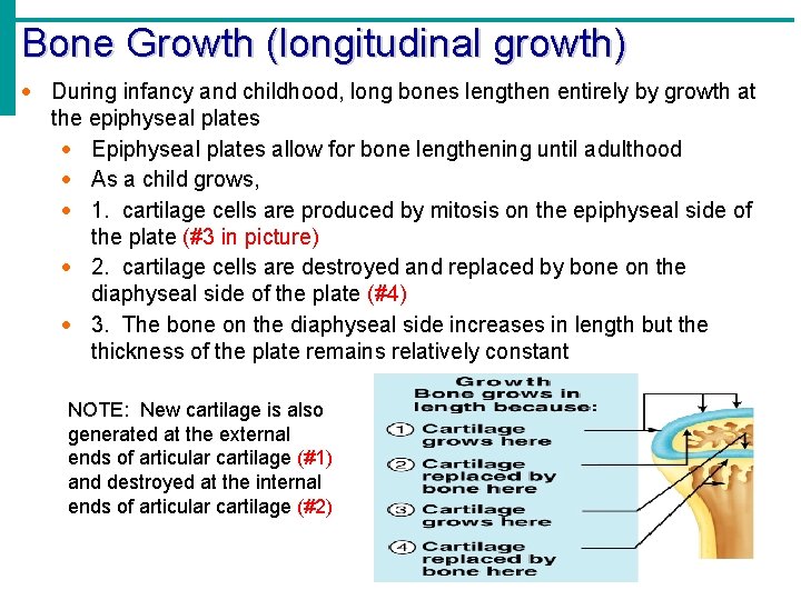Bone Growth (longitudinal growth) · During infancy and childhood, long bones lengthen entirely by Bone Growth (longitudinal growth) · During infancy and childhood, long bones lengthen entirely by
