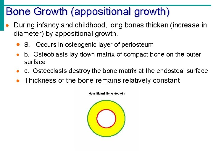 Bone Growth (appositional growth) · During infancy and childhood, long bones thicken (increase in