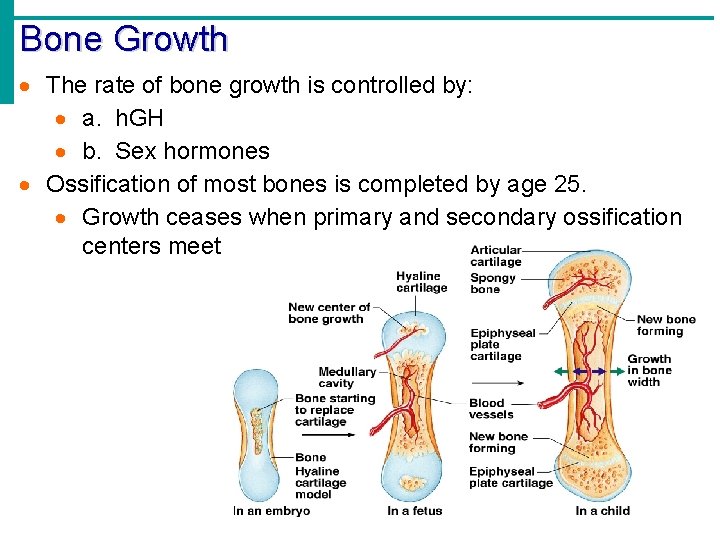Bone Growth · The rate of bone growth is controlled by: · a. h. Bone Growth · The rate of bone growth is controlled by: · a. h.