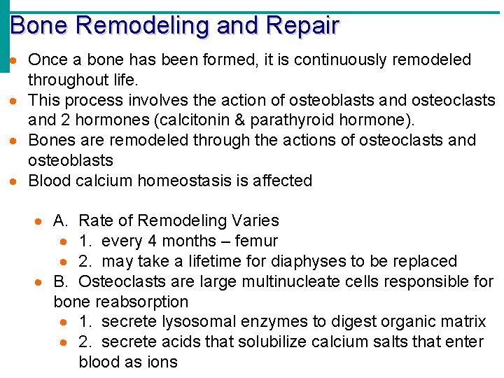 Bone Remodeling and Repair · Once a bone has been formed, it is continuously Bone Remodeling and Repair · Once a bone has been formed, it is continuously