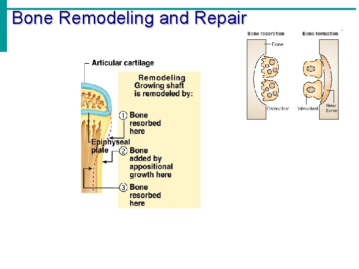 Bone Remodeling and Repair 