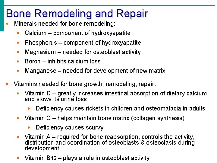 Bone Remodeling and Repair · Minerals needed for bone remodeling: · Calcium – component