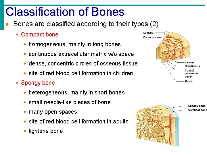 Classification of Bones · Bones are classified according to their types (2) · Compact