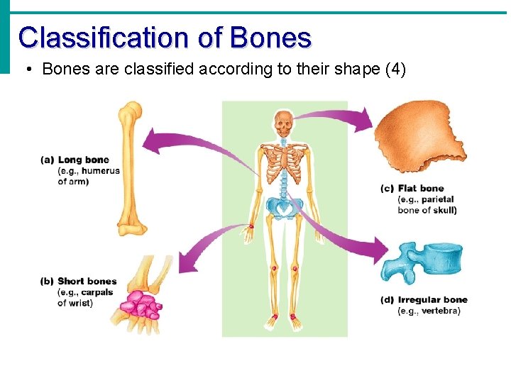 Classification of Bones • Bones are classified according to their shape (4) 