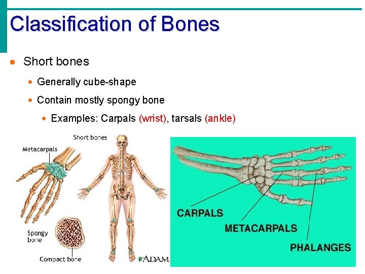 Classification of Bones · Short bones · Generally cube-shape · Contain mostly spongy bone Classification of Bones · Short bones · Generally cube-shape · Contain mostly spongy bone