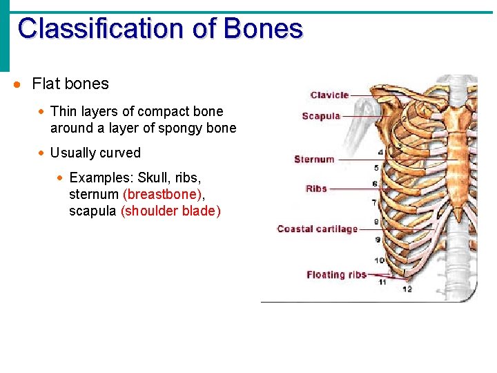 Classification of Bones · Flat bones · Thin layers of compact bone around a