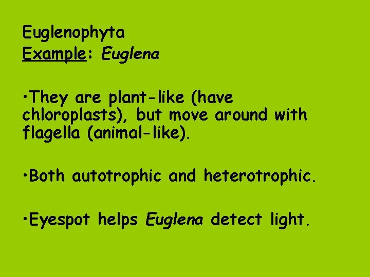 Euglenophyta Example: Euglena • They are plant-like (have chloroplasts), but move around with flagella