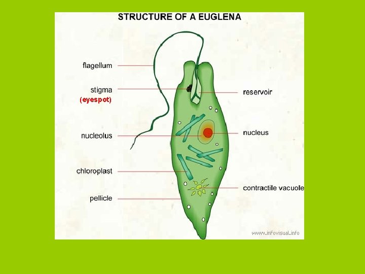 (eyespot) 