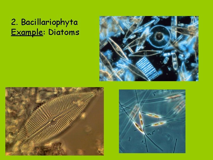 2. Bacillariophyta Example: Diatoms 