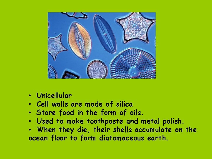  • Unicellular • Cell walls are made of silica • Store food in