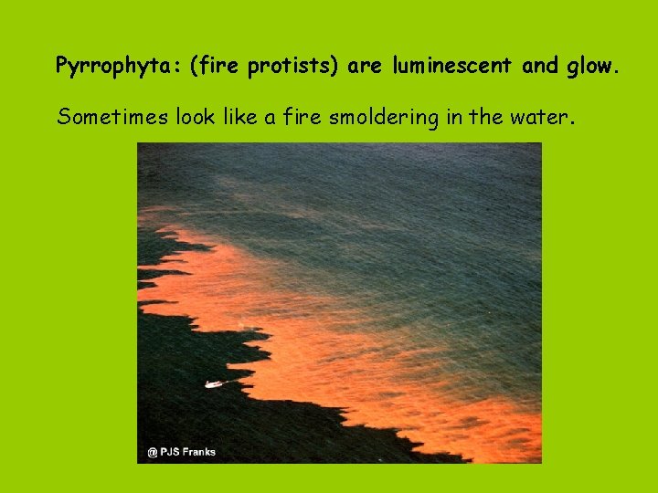 Pyrrophyta: (fire protists) are luminescent and glow. Sometimes look like a fire smoldering in