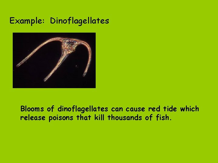 Example: Dinoflagellates Blooms of dinoflagellates can cause red tide which release poisons that kill