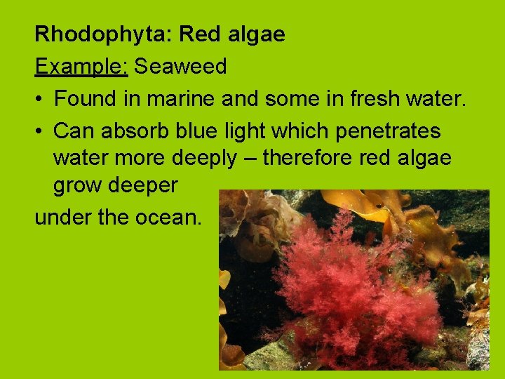 Rhodophyta: Red algae Example: Seaweed • Found in marine and some in fresh water.
