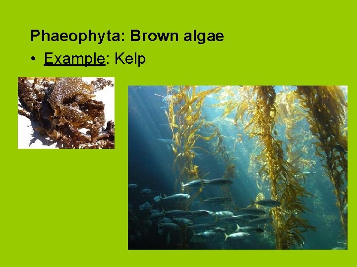 Phaeophyta: Brown algae • Example: Kelp 