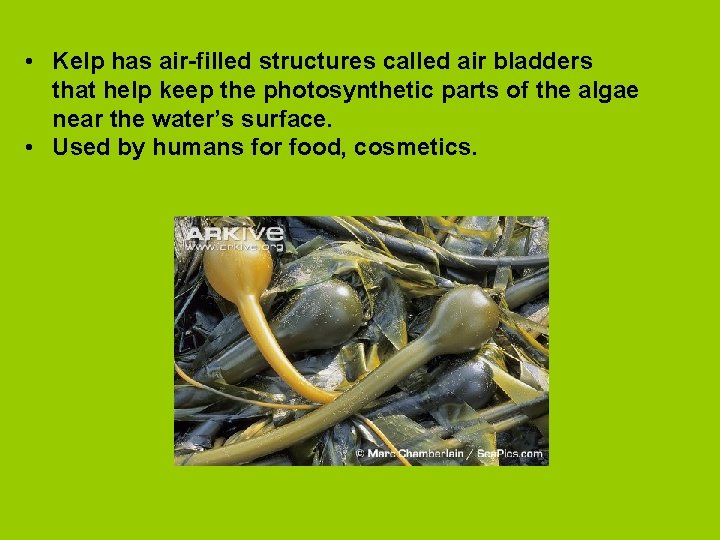  • Kelp has air-filled structures called air bladders that help keep the photosynthetic