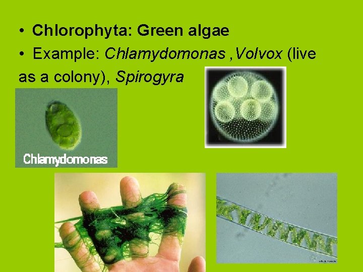  • Chlorophyta: Green algae • Example: Chlamydomonas , Volvox (live as a colony),