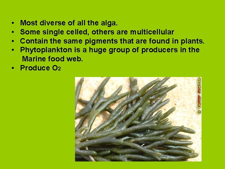  • • Most diverse of all the alga. Some single celled, others are